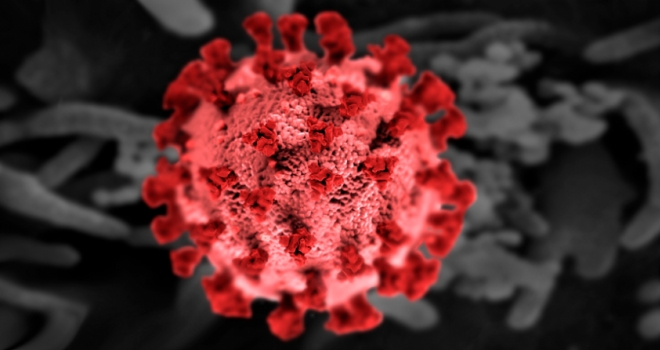 Covid Virus 
