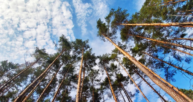 Brightstar Group certified carbon neutral Tree tops against blue sky