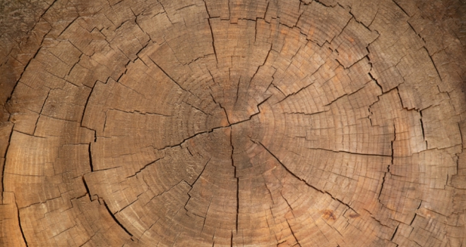 Complex buy-to-let business forecast to grow in 2020 growth tree rings