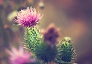 thistle