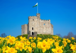 cardiff castle wales daffodils