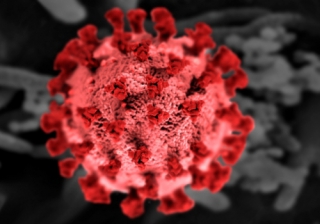 Covid Virus 