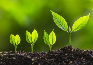 House prices see 'green shoots of spring' with 0.4% monthly rise: UK HPI grow growth plant increase