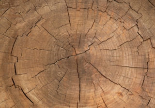 Pepper increases maximum age on second charge mortgages growth tree rings