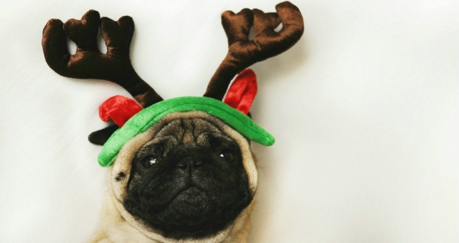 A housemate is not just for Christmas Christmas pugging