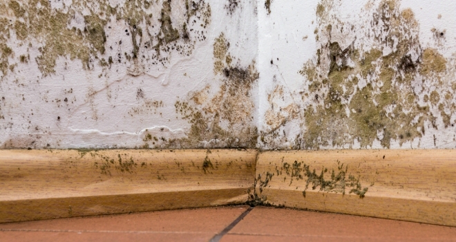 Damp found to be the number one issue to go undetected without home survey damp
