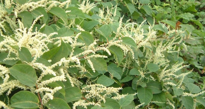 New course on Japanese knotweed developed by trade body knotweed