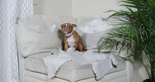 British pet owners hit with £600m home repair bill Bad dog 732