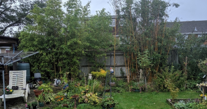 Warnings issued as invasive bamboo takes over British gardens Bamboo 388