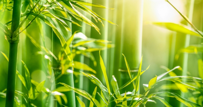 Vast majority of homeowners unphased by threat bamboo poses to property Bamboo 555