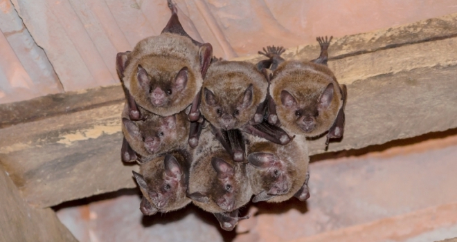 Bat laws put homeowners at risk of fines for roof repairs Bats 446