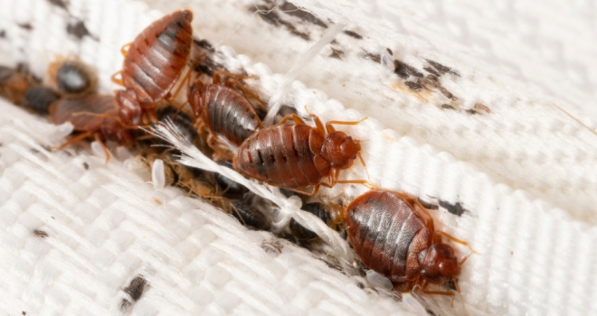 Landlords & tenants urged to work together to make sure the bed bugs don't bite Bed Bugs 867