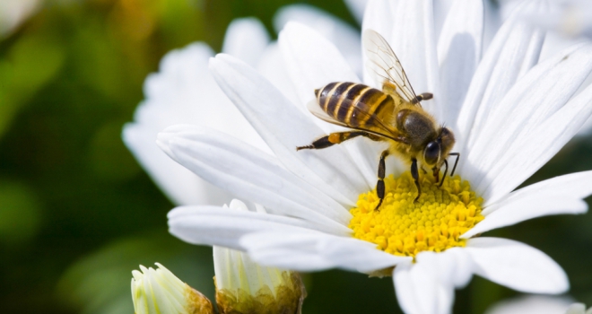 New Biodiversity rules in danger of pricing SME builders out of the rural market Bio Diversity 713