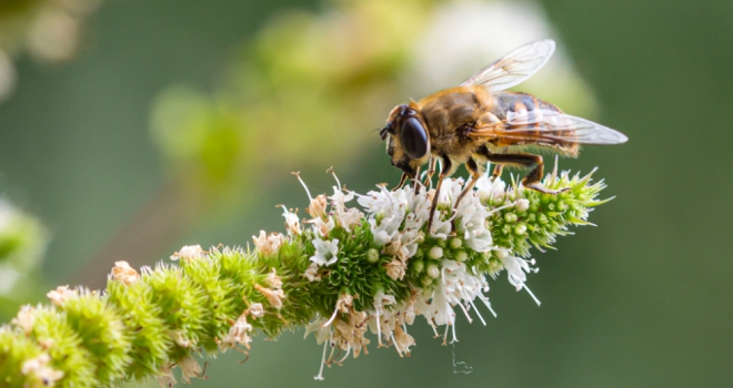 NFB urges government to consider AI to help tackle biodiversity issues in housebuilding Biodiversity 813