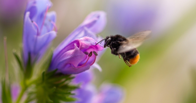 Biodiversity Net Gain: successes and challenges Biodiversity 833