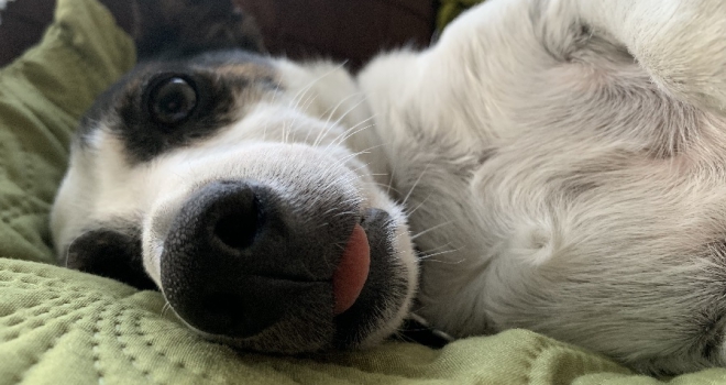 Just 7% of rental properties are classed as pet-friendly Bob 101