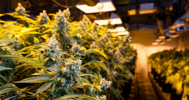 How I discovered a marijuana factory in my rental property Cannabis 420