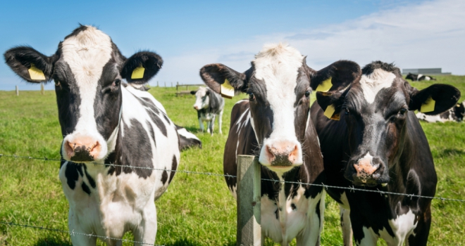 New regulations to see greater flexibility on the use of rural buildings Cows 808