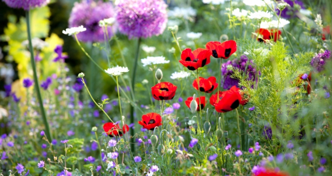 Top tips to get your outdoor space ready for Spring Garden 725