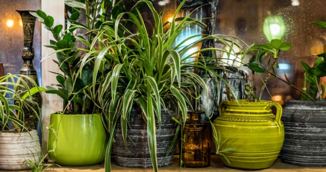 It's time to get green-fingered as National Houseplant week kicks off House Plants 555