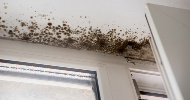 Damp and mould changes – a landlord’s responsibility Mould 310