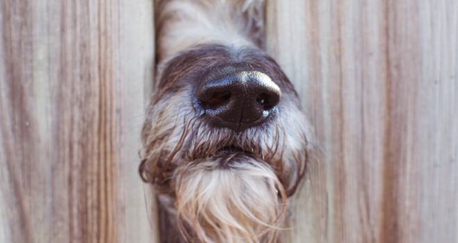Demand for pet friendly rentals more than doubles during pandemic Neighbour pet 668