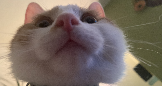 Almost half of BTR developments are now pet friendly Peanut 123