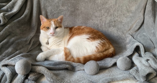 Less than 10% of rental properties are listed as pet-friendly Peanut 555