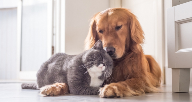 Industry leads paws for thought on pets in lets Pets 552