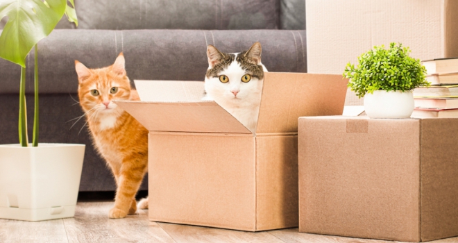 Vast majority of landlords set to raise rental costs in wake of changes to pet laws pets move 793
