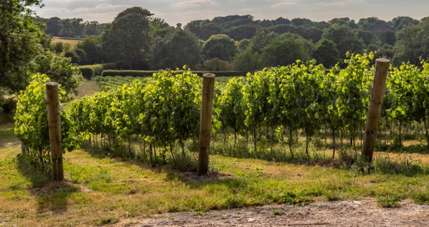 Six UK vineyards where homebuyers find affordable prices Vineyard in Sussex - 967