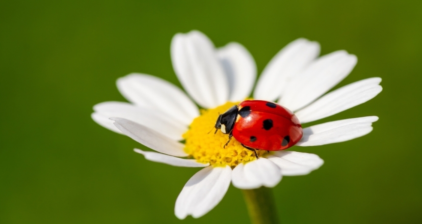 BNG could unlock NIMBY support for development Biodiversity - 555