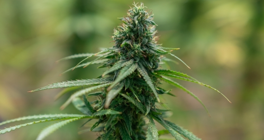 Weed 123