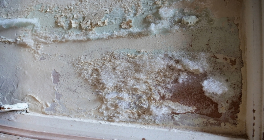 Mould - 033