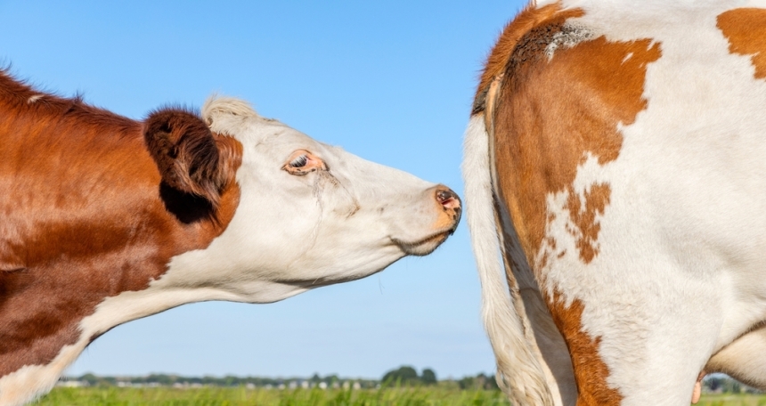 Rural red flags: what not to overlook when moving from town to country Rural - Farming Smells - 733