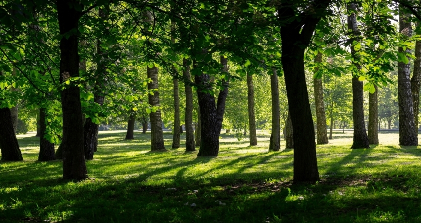 What changes should be made to better support biodiversity and the preservation of trees in development? Trees - 555