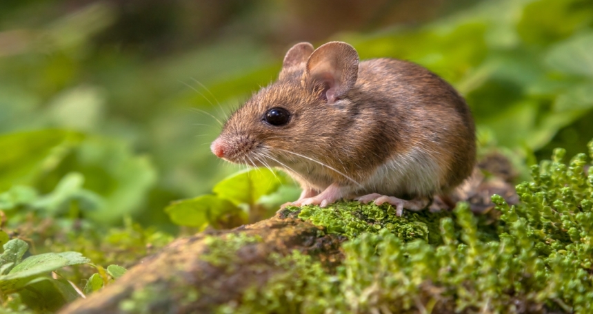 The Wildlife Trusts & RSPB say Planning Bill undermines protections Mouse - 551