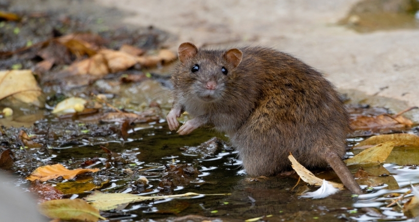 UK properties face falling values as rat infestations rise A rat - 881