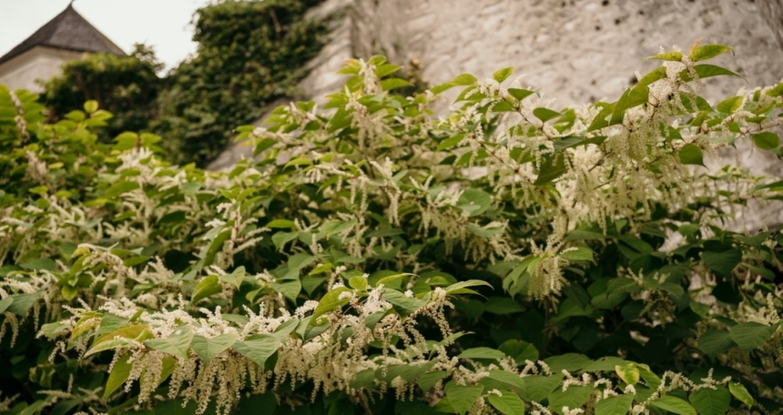 Japanese Knotweed - 030