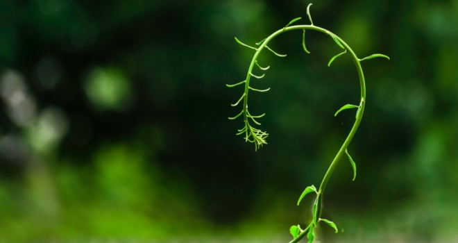 How to make the most of your small garden garden question