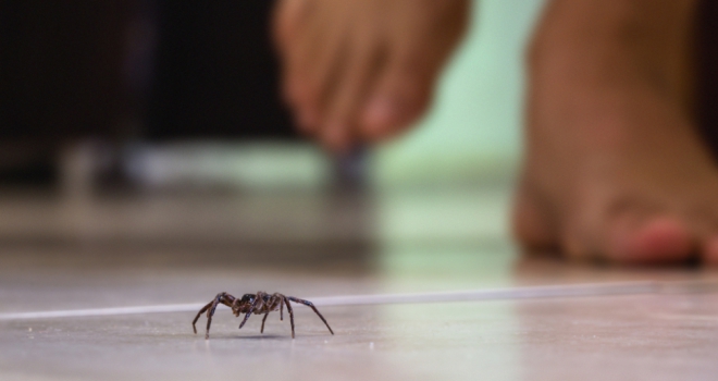 How to keep your home creepy crawlie free this Halloween  Spider 900