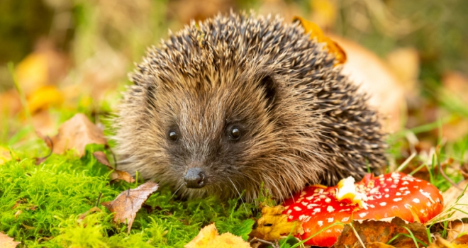 Cala Homes Thames rolls out first Urban Wildlife Strategy Wildlife 350