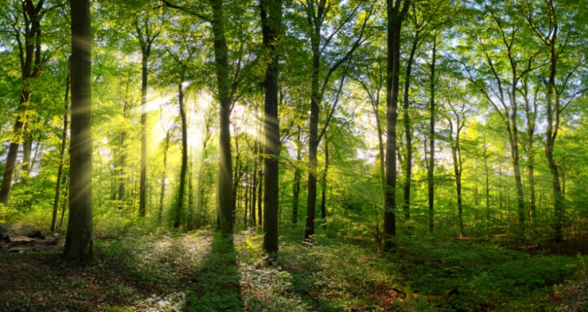 Putting down roots: Bringing woodland wellbeing to our homes woodland 552