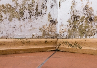 Damp found to be the number one issue to go undetected without home survey damp