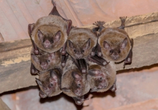Bats 446