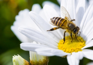 The emerging impact of BNG on planning and development Bio Diversity 713