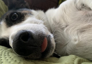 Tenant demand for pet-friendly properties on the rise Bob 101