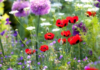 Garden premiums hit £70k in the capital Garden 725