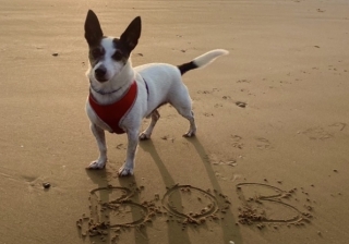 Bob - 999