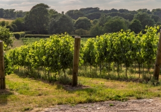 Vineyard in Sussex - 967
